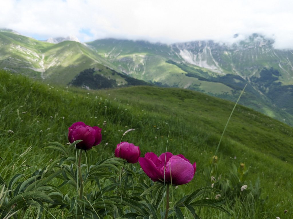 Pfingstrosen mit Sibillini