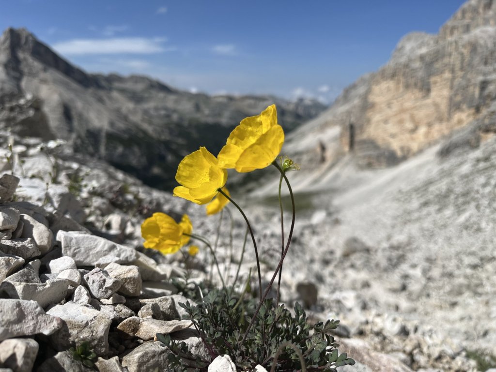 Alpenmohn in der Tofana