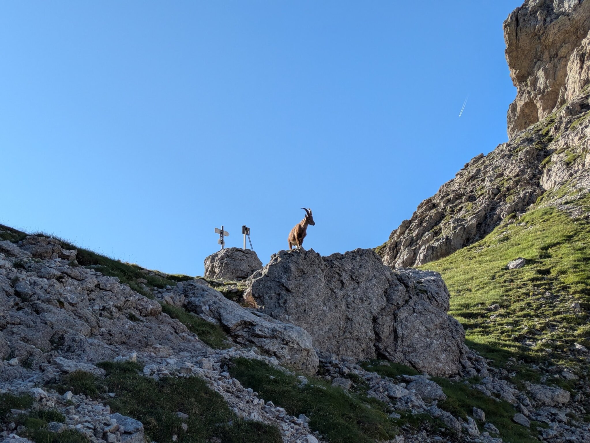 Am frühen morgen ein Steinbock