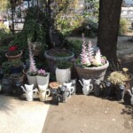 Der Katzenschrein Der Katzenschrein