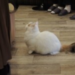 Im Katzencafé Im Katzencafé