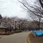 Sakura im Ueno Park