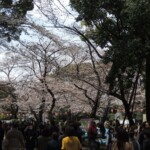 Sakura im Ueno Park Sakura im Ueno Park