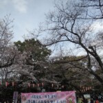 Sakura im Ueno Park Sakura im Ueno Park