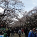 Sakura im Ueno Park Sakura im Ueno Park