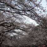 Sakura im Ueno Park Sakura im Ueno Park