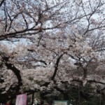 Sakura im Ueno Park Sakura im Ueno Park