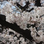Sakura im Ueno Park Sakura im Ueno Park