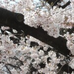 Sakura im Ueno Park Sakura im Ueno Park