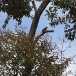 Ein Phogl :) Ein Phogl :)