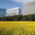 Rikyu Garden mit Raps Rikyu Garden mit Raps