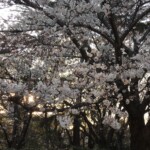 Tenshiba am Abend Tenshiba am Abend