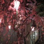 Kirschblüte bei Nacht Kirschblüte bei Nacht