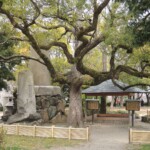 Alter Baum Alter Baum