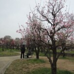 Verschiedene Kirschbäume Verschiedene Kirschbäume