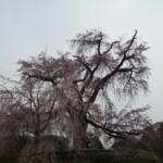 Alter Kirschbaum Alter Kirschbaum