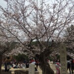 Kirschblüte in Kyoto Kirschblüte in Kyoto