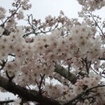 Kirschblüte in Kyoto Kirschblüte in Kyoto