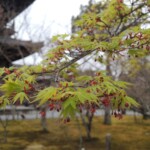 Japanischer Ahorn Japanischer Ahorn