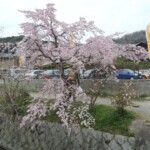 Tetsugaku-no-Michi Tetsugaku-no-Michi