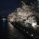 Sakura bei Nacht Sakura bei Nacht