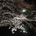 Sakura bei Nacht Sakura bei Nacht