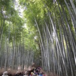 Bambuswald Bambuswald