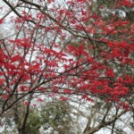 Japanischer Ahorn Japanischer Ahorn