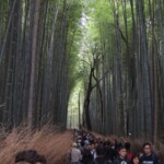 Voller Bambuswald Voller Bambuswald