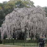 Kyoto Gyoen Garden Kyoto Gyoen Garden