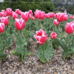 Botanischer Garten Kyoto Botanischer Garten Kyoto