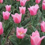 Botanischer Garten Kyoto Botanischer Garten Kyoto