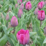 Botanischer Garten Kyoto Botanischer Garten Kyoto