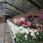 Botanischer Garten Kyoto Botanischer Garten Kyoto