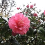 Botanischer Garten Kyoto Botanischer Garten Kyoto