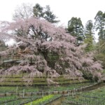 Botanischer Garten Kyoto Botanischer Garten Kyoto