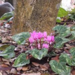 Alpenveilchen Alpenveilchen