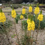 Botanischer Garten Kyoto Botanischer Garten Kyoto