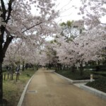 Sakura in Hiroshima Sakura in Hiroshima