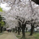 Kirschblüte in Hiroshima Kirschblüte in Hiroshima