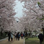 Kirschblüte in Hiroshima Kirschblüte in Hiroshima