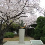 Kirschblüte in Hiroshima Kirschblüte in Hiroshima