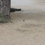 Vögelchen Vögelchen