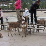 Freche Rehe Freche Rehe