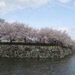 Sakura am Himejijo Sakura am Himejijo