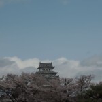 Sakura am Himejijo Sakura am Himejijo