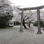 Himeji Shrine - Kirschblütenschnee Himeji Shrine - Kirschblütenschnee