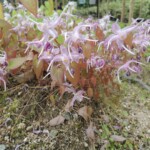 Koko-en - Park der Burg Koko-en - Park der Burg