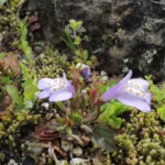 Koko-en - Park der Burg Koko-en - Park der Burg