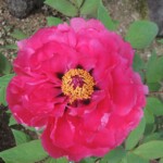 Koko-en - Park der Burg Koko-en - Park der Burg